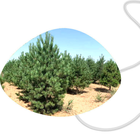 成活率有保證，客戶自然多 技術(shù)過(guò)硬