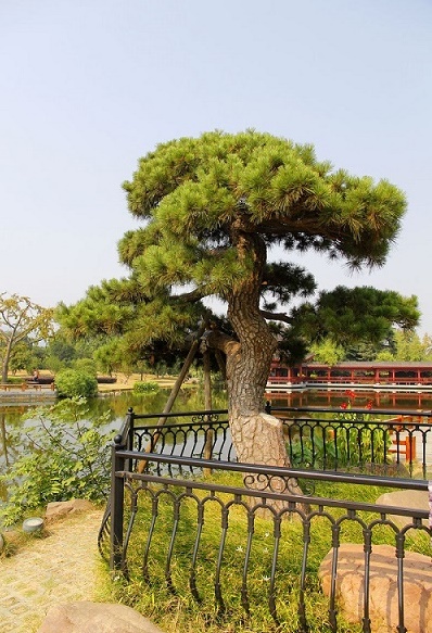 內(nèi)蒙古油松 內(nèi)蒙古油松