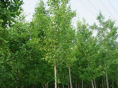 內蒙古樟子松 內蒙古樟子松