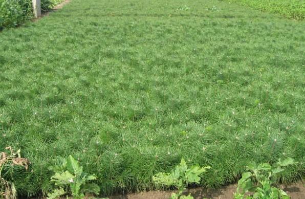 內蒙古樟子松 內蒙古樟子松