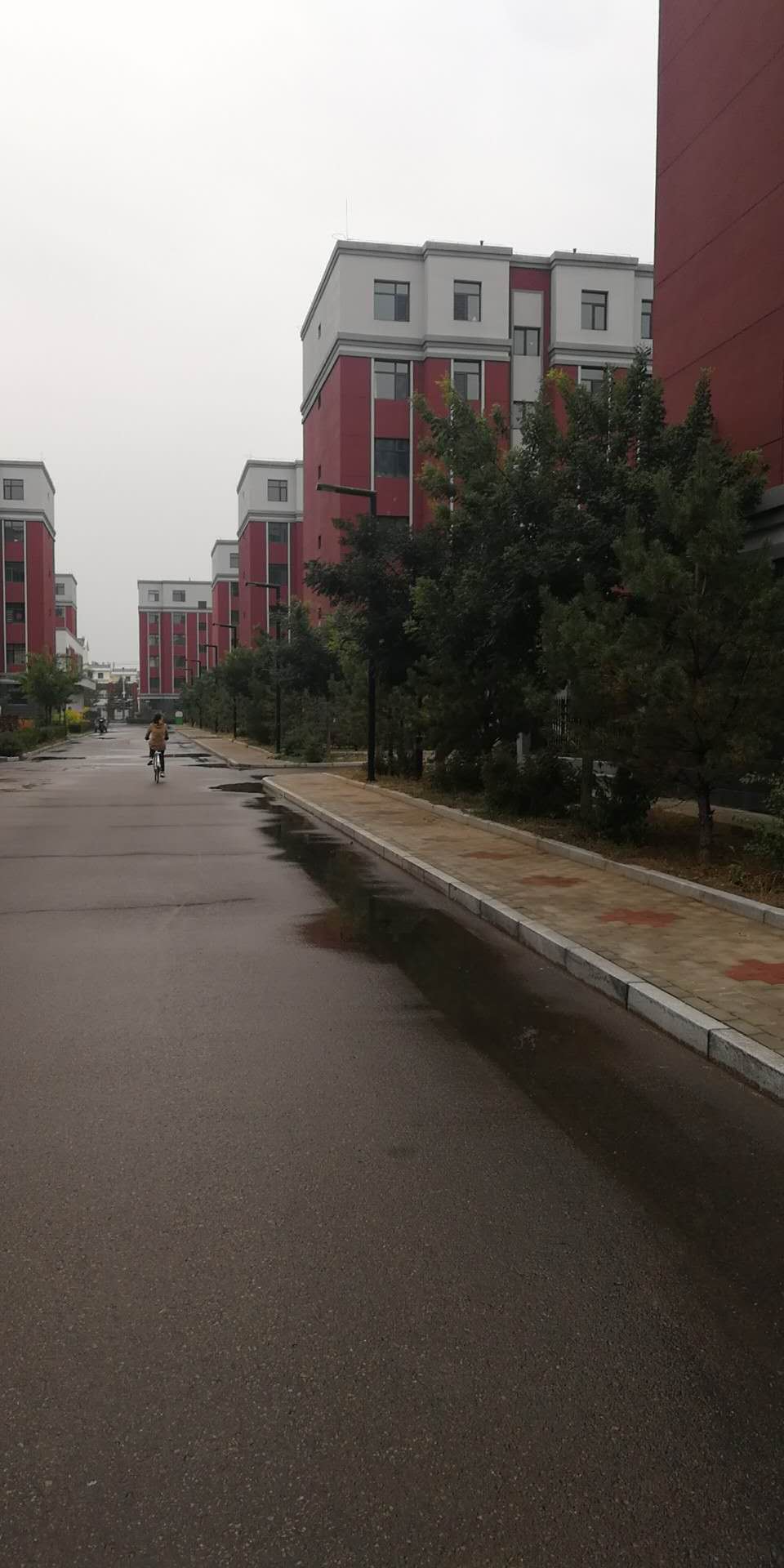 景園苗木與大溪地合作苗木