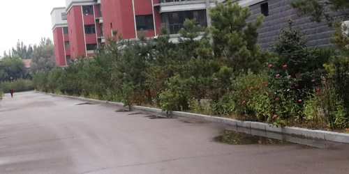 內蒙古樟子松 內蒙古樟子松