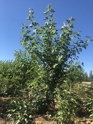 內(nèi)蒙古桑樹