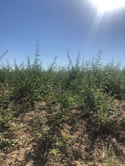 內蒙古苗木銷售 內蒙古苗木銷售