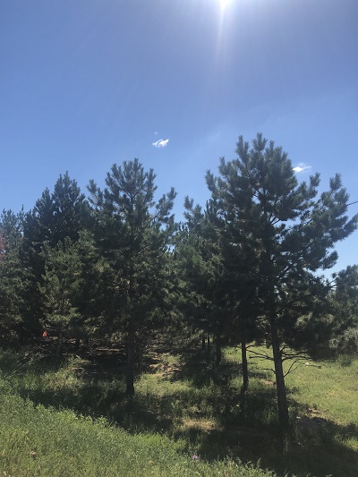 內(nèi)蒙古樟子松 內(nèi)蒙古樟子松