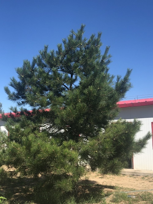 呼和浩特樟子松