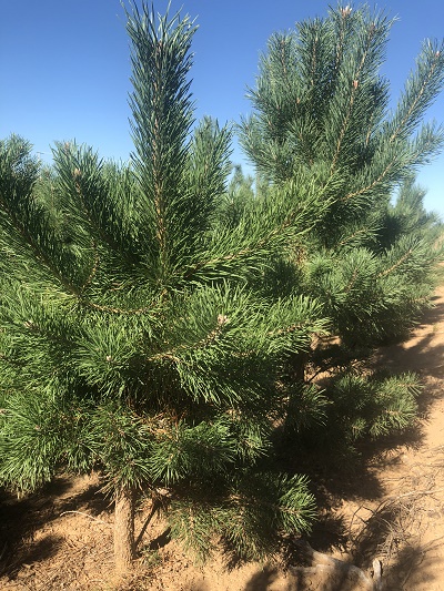 內蒙古油松 內蒙古油松