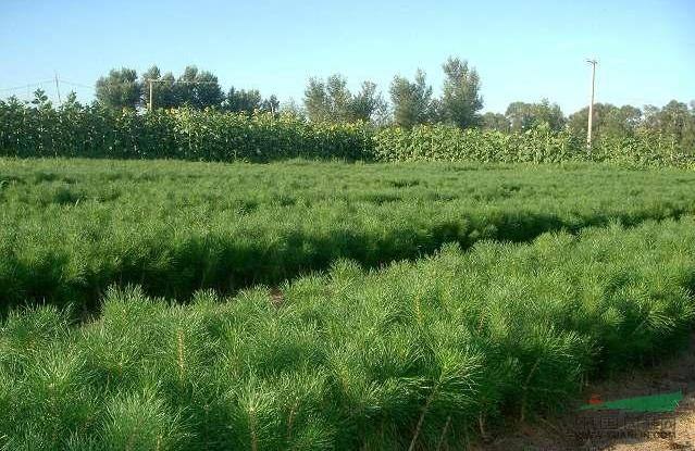 內(nèi)蒙古苗木銷售 內(nèi)蒙古苗木銷售