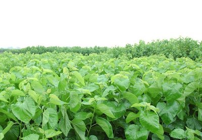 桑樹的生長條件是什么 桑樹的生長條件是什么