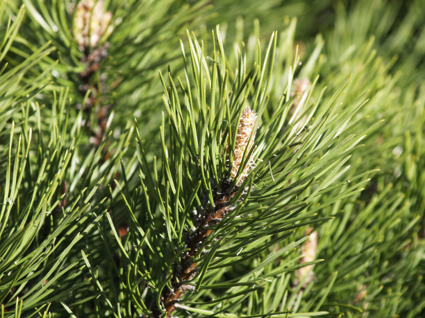 大家知道應該如何養護油松嗎? 大家知道應該如何養護油松嗎?