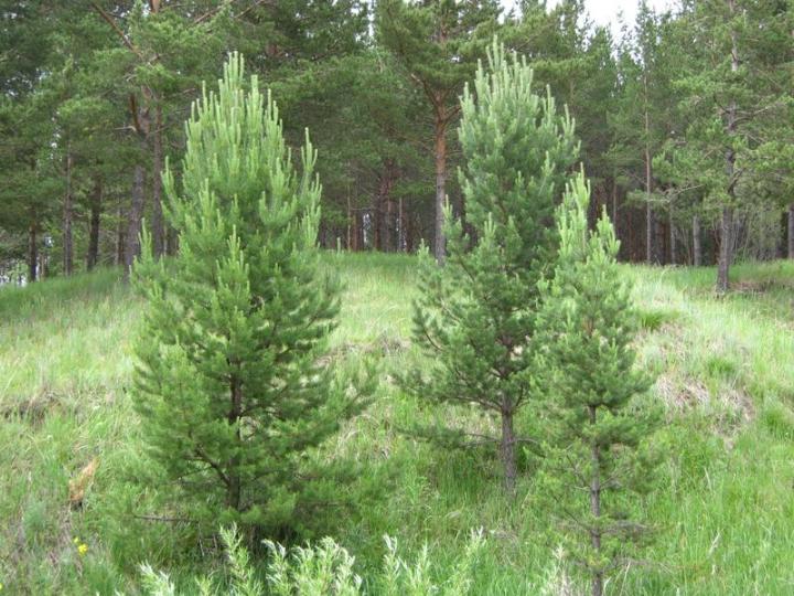 油松苗栽培的注意事項有哪些? 油松苗栽培的注意事項有哪些?