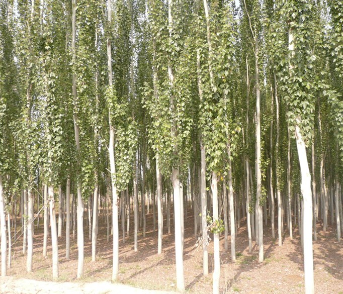 在種植新疆楊的時(shí)候應(yīng)該注意哪些問(wèn)題？