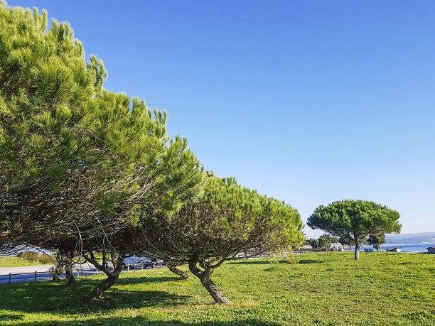 如何做好油松的秋季養(yǎng)護(hù)管理？