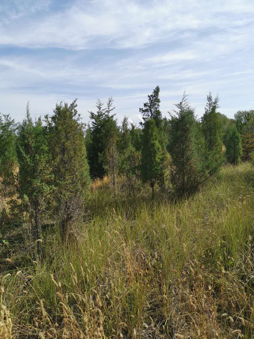 種植苗木前可以使用哪些方法進行土壤消毒？