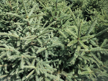 內(nèi)蒙古油松 內(nèi)蒙古油松