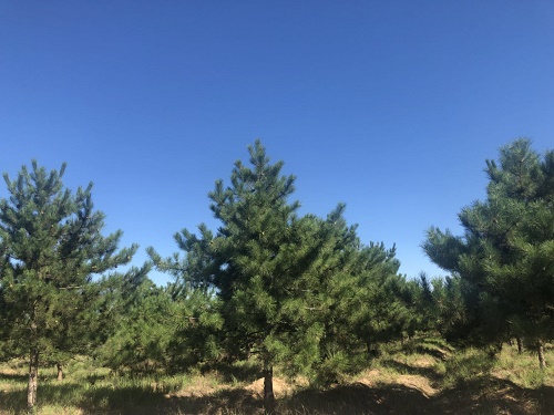 內蒙古樟子松 內蒙古樟子松